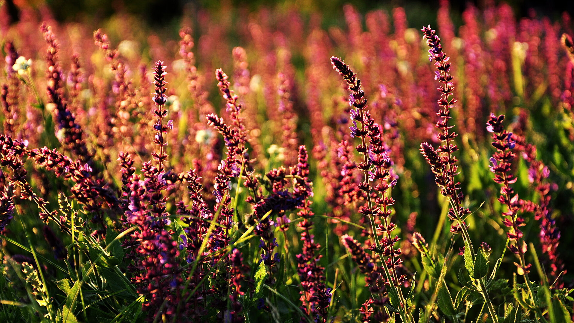 2025年度最佳电竞玩家评选揭晓,年度电竞排行