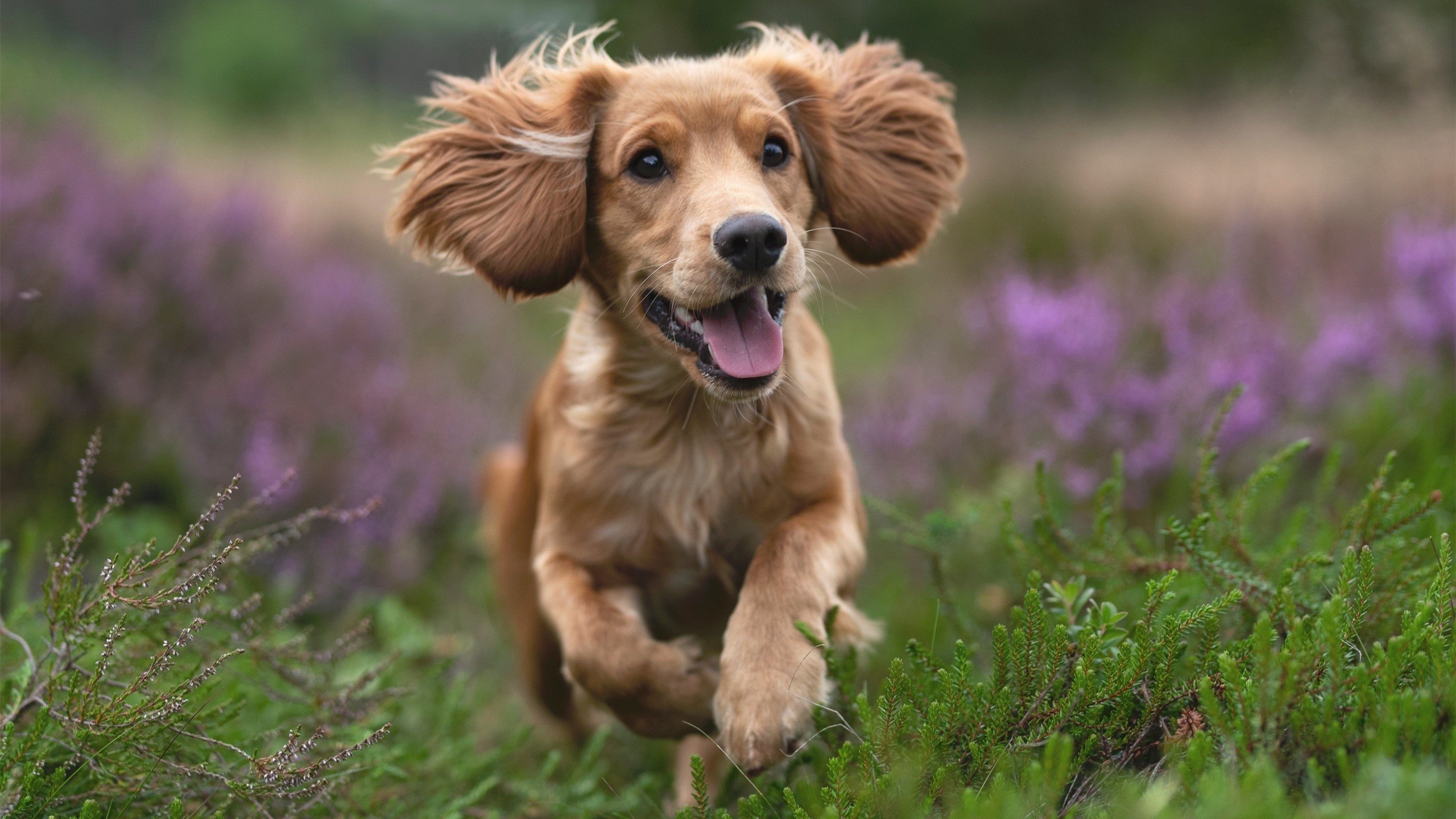 APEX英雄 青训营培养新秀成效明显,apex英雄训练营战术技能