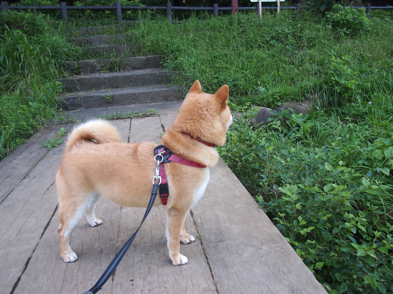 _场馆盛大开放，举办多项国际赛事_，国际比赛中场馆高度可以设置为( )