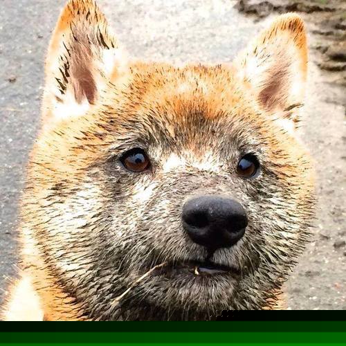 _短道赛:快节奏高强度,考验运动员应变能力_,短道速跑冠军