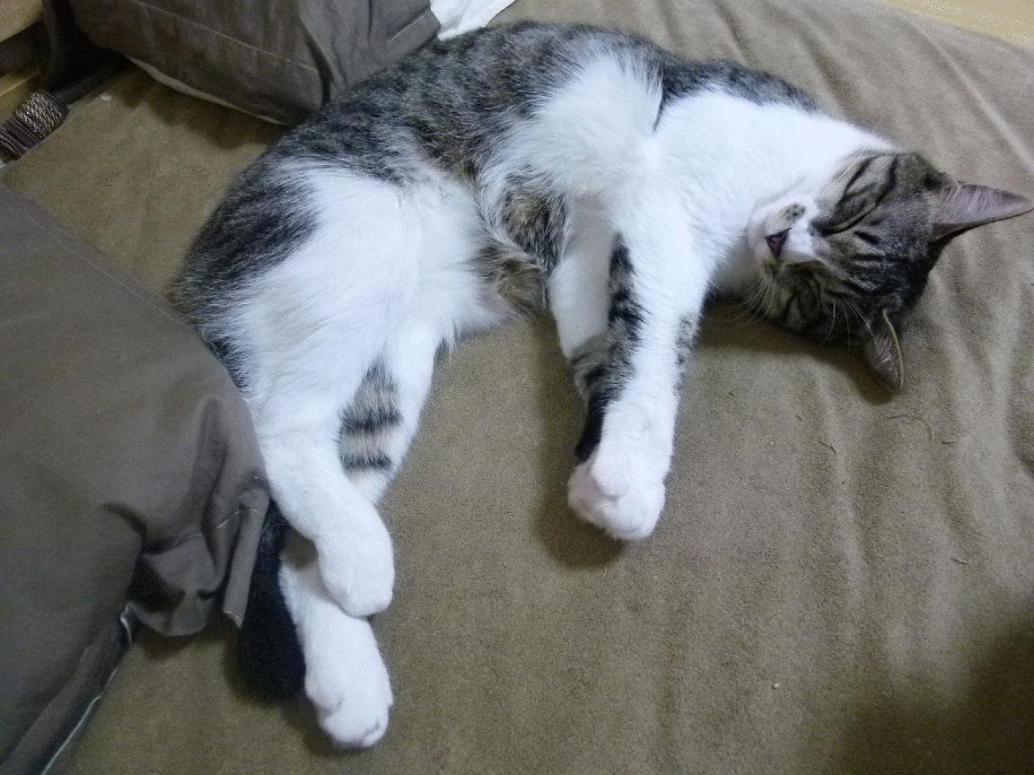 _极地冰雪极限车:雪原极速狂飙_,极地冰雪图片