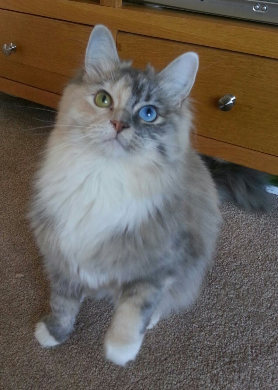 “冰雪王者:北极极寒赛段的速度传奇”,冰雪极地