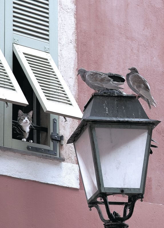 “意甲冲刺圈不断扩大,争夺欧战资格”,意甲抢断榜