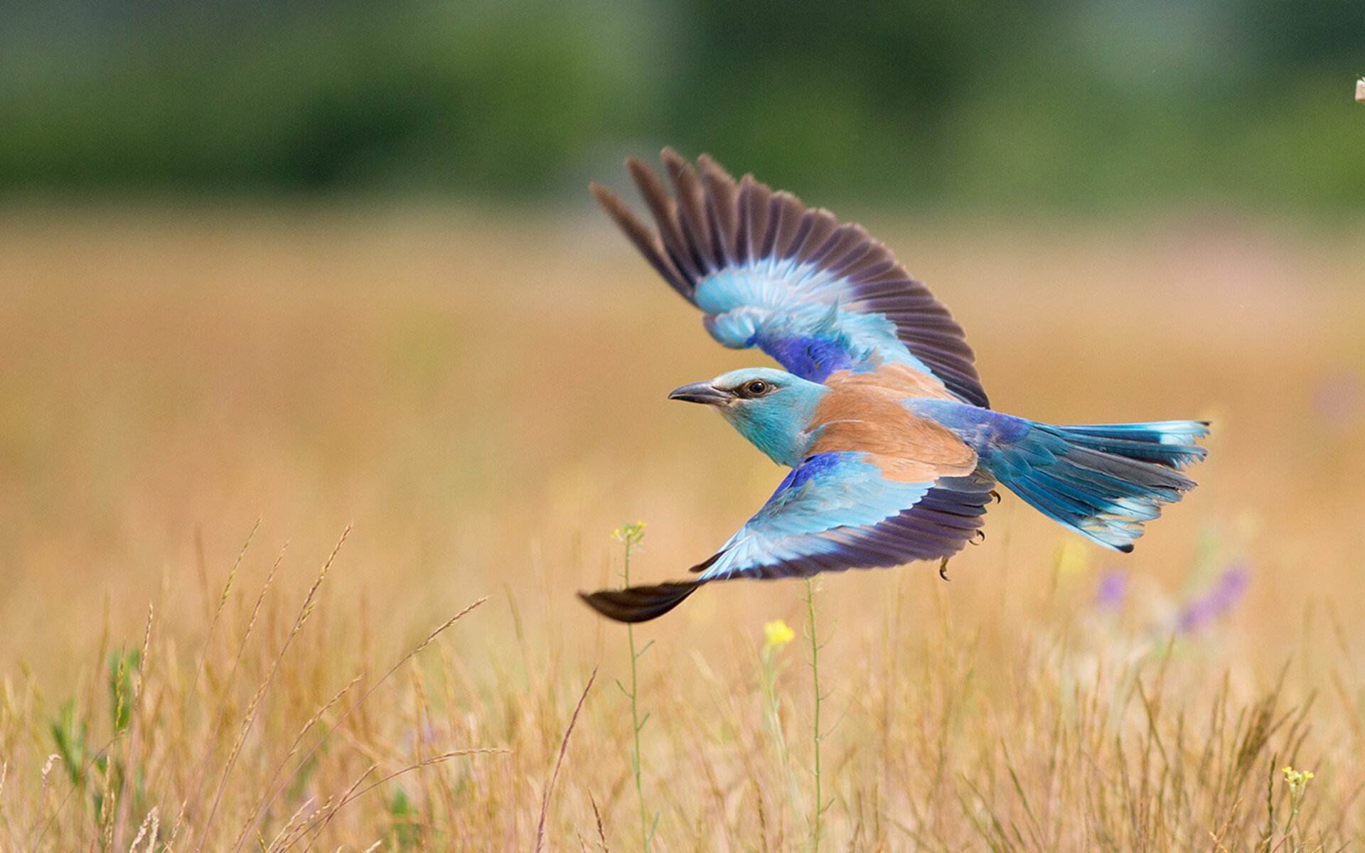 “球员奇趣爱好：篮球明星的趣味生活大公开”，关于篮球明星的介绍